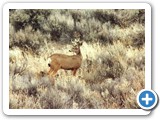 Nevada Mule Deer Buck near Jarbidge